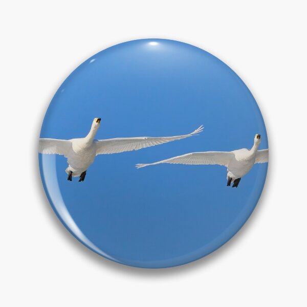 Item preview, Whoops for the spring. Whooper swan designed and sold by Jouko Lehto Photography.