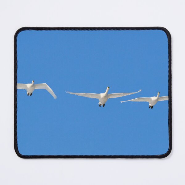 Item preview, Whoops for the spring. Whooper swan designed and sold by Jouko Lehto Photography.