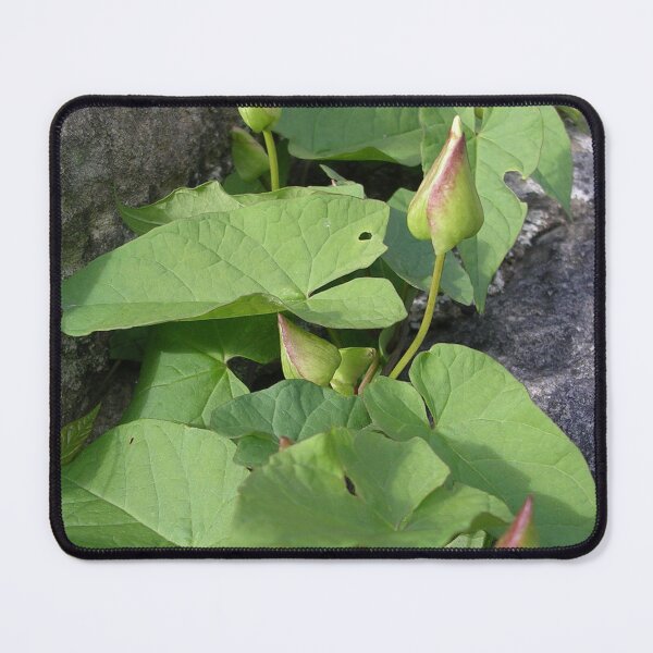Item preview, Bindweed Buds (Convolvulus) designed and sold by lezvee.