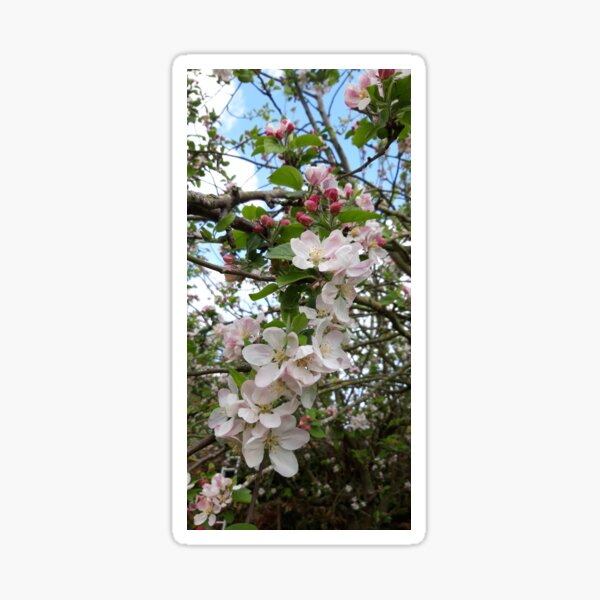 Item preview, Apple Blossom designed and sold by amanda150771.