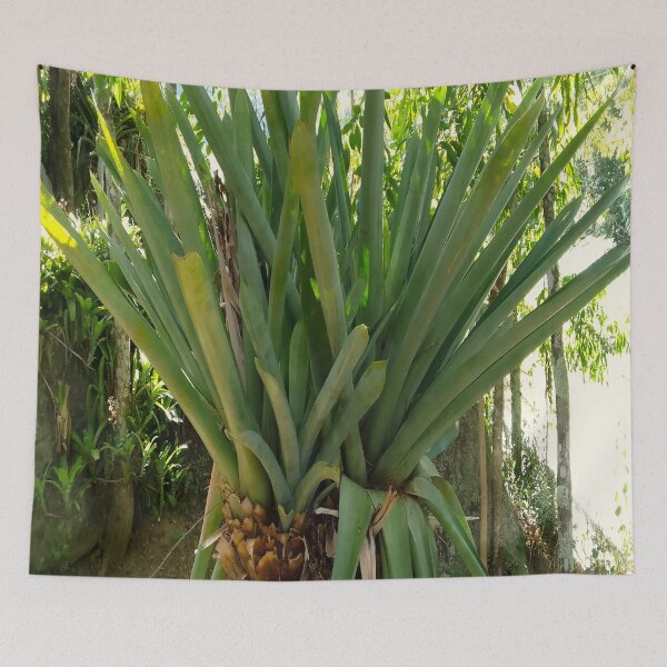 Item preview, Landscape and nature, beautiful plant similar to several swords 12 designed and sold by FORYOUOFFICIAL.
