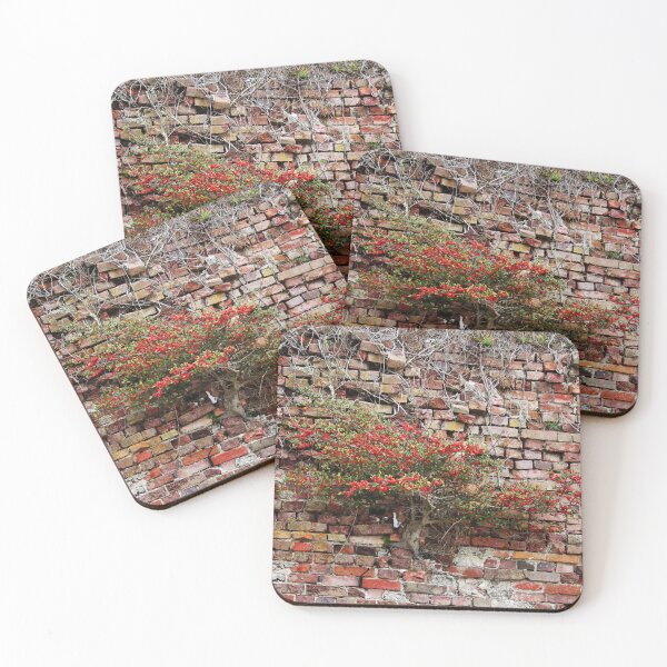 Item preview, Brick Wall Plant designed and sold by Cynthia48.