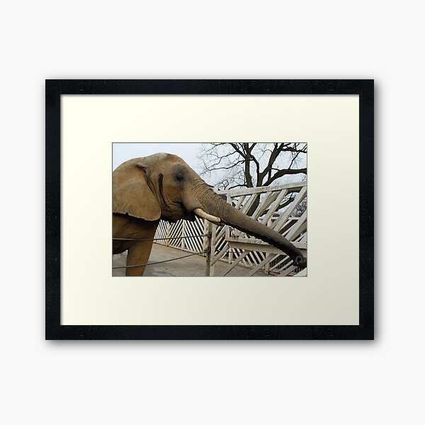 Elephant Framed Art Print