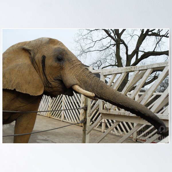 Elephant Poster