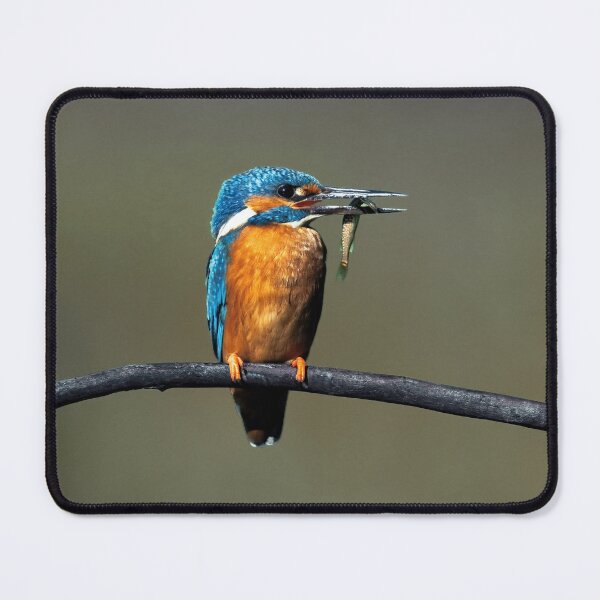 Item preview, Kingfisher designed and sold by Tom McPherson Photography.