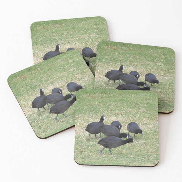 Item preview, A group of Eurasian coots designed and sold by greentiger1.