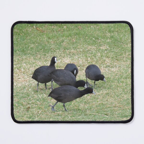 Item preview, A group of Eurasian coots designed and sold by greentiger1.