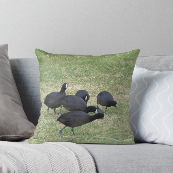 Item preview, A group of Eurasian coots designed and sold by greentiger1.
