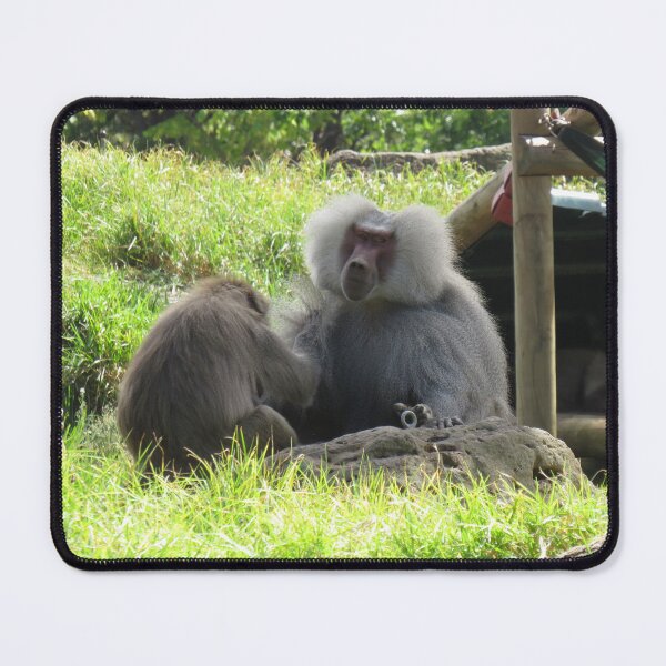 Item preview, Two hamadryas baboons designed and sold by greentiger1.