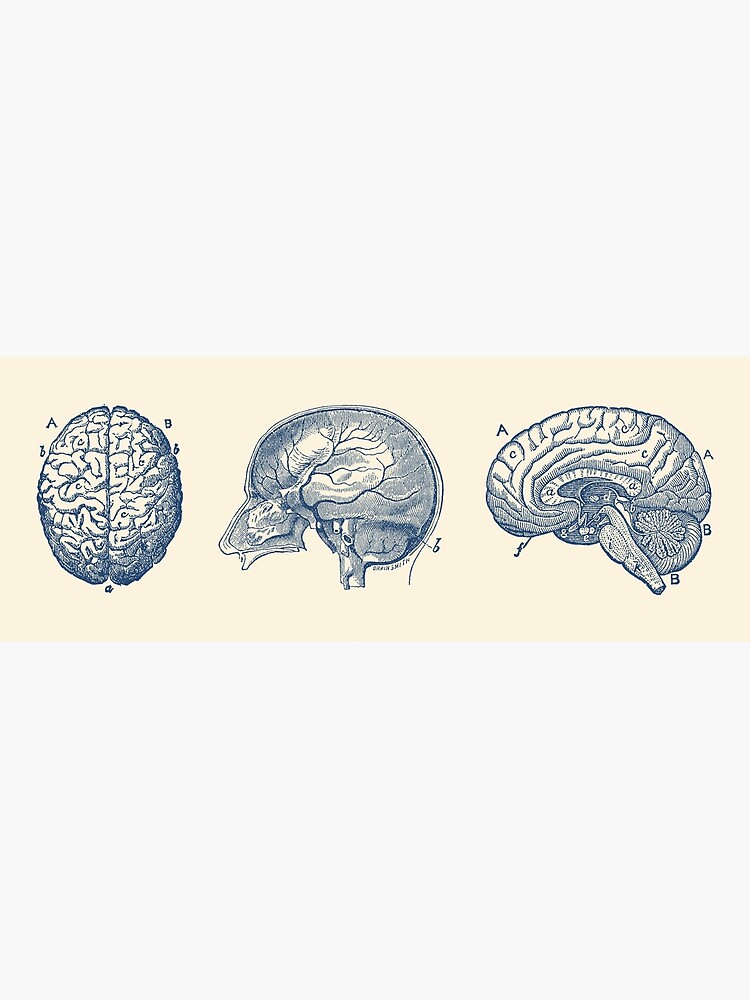 Brain Diagram - Three Views - Vintage Anatomy by VAposters