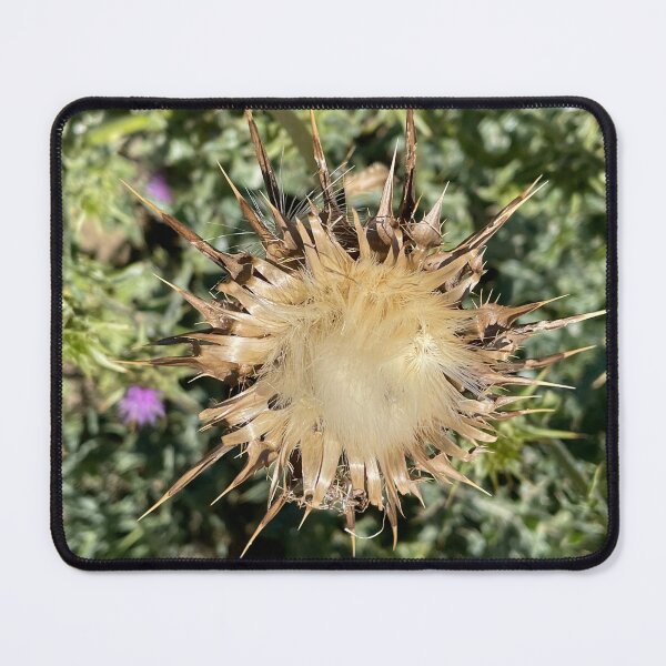 Item preview, Thistle at end of life cycle designed and sold by ClaudiasCousin.