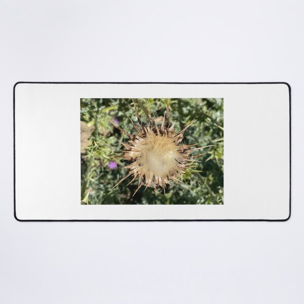 Item preview, Thistle at end of life cycle designed and sold by ClaudiasCousin.
