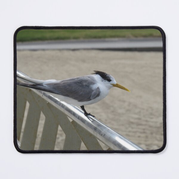 Item preview, Greater crested tern on the handrail designed and sold by greentiger1.