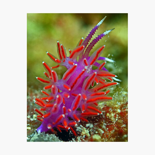 Item preview, NUDI designed and sold by AndyKutsch.