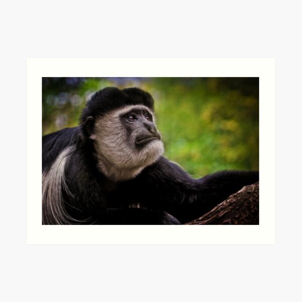 Black & White Colobus Art Print
