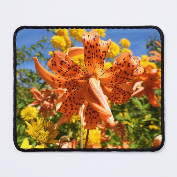 Item preview, Orange Double Tiger Lily designed and sold by Claire L Page Photography.