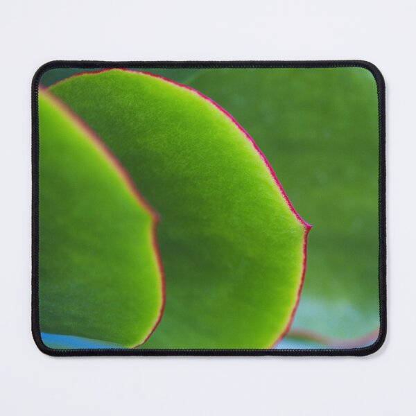 Item preview, Pigs Ear Green Succulent Leaves designed and sold by Joy Watson - Natural Light Photography .