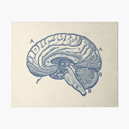 Item preview, Simple Brain Diagram designed and sold by VAposters.