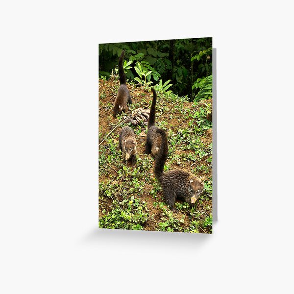 Coatamundi Greeting Card