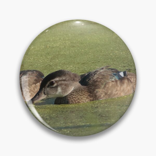 Item preview, Two wood ducks feeding designed and sold by Mike Cicero.