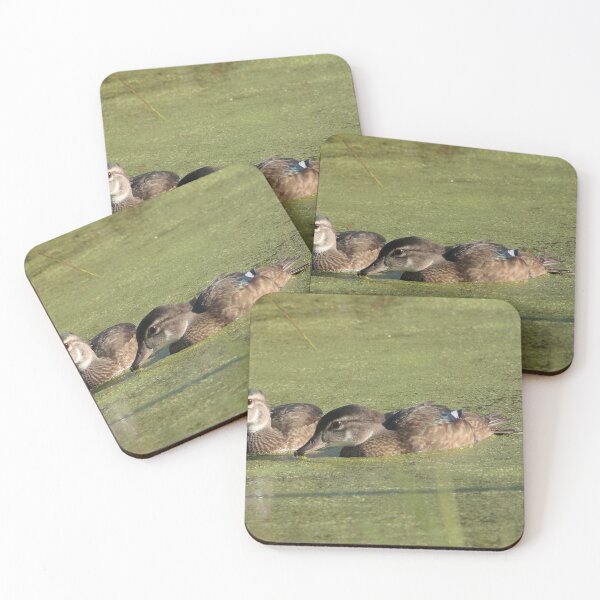 Item preview, Two wood ducks feeding designed and sold by Mike Cicero.