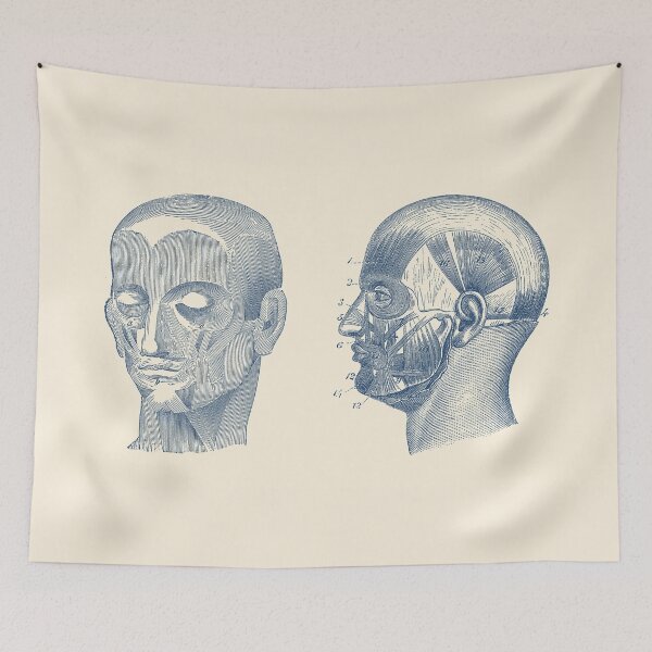 Item preview, Human Skull Muscular Diagram - Dual View designed and sold by VAposters.