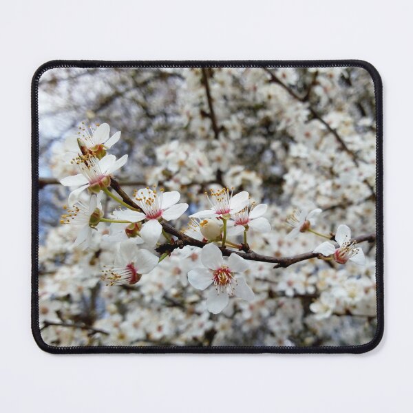 Item preview, Close up of Cherry plum with white blossoms 5 original artwork designed and sold by paragonDesign28.