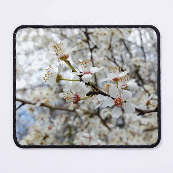 Item preview, Close up of Cherry plum with white blossoms 6 original artwork designed and sold by paragonDesign28.