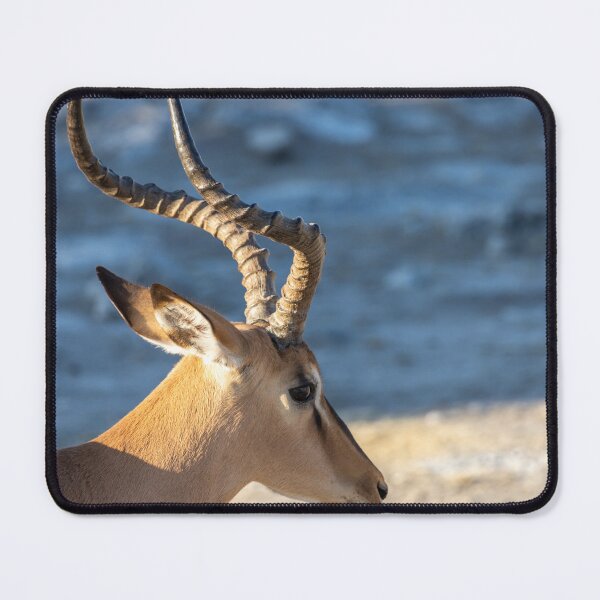 Item preview, Namibia. Etosha National Park. Impala. Close-Up. designed and sold by vadim19.