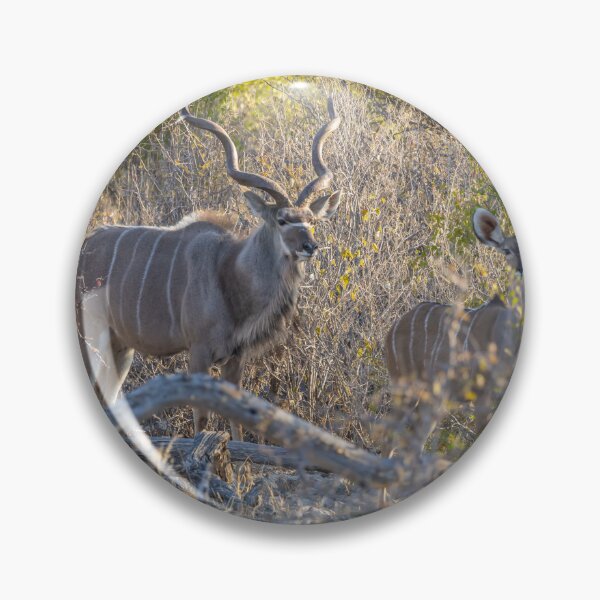 Item preview, Namibia. Etosha National Park. Kudus.  designed and sold by vadim19.