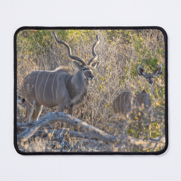 Item preview, Namibia. Etosha National Park. Kudus. designed and sold by vadim19.