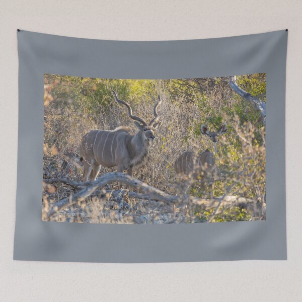 Item preview, Namibia. Etosha National Park. Kudus.  designed and sold by vadim19.