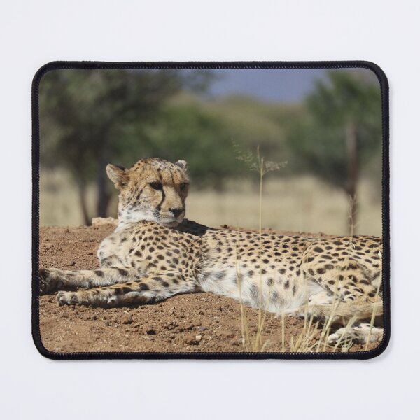 Item preview, Namibia. Cheetah. designed and sold by vadim19.