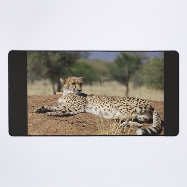 Item preview, Namibia. Cheetah. designed and sold by vadim19.