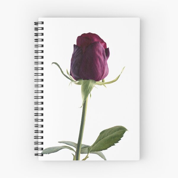 Item preview, Painting of a carmine rose designed and sold by Javier Arizabalo Garcia.