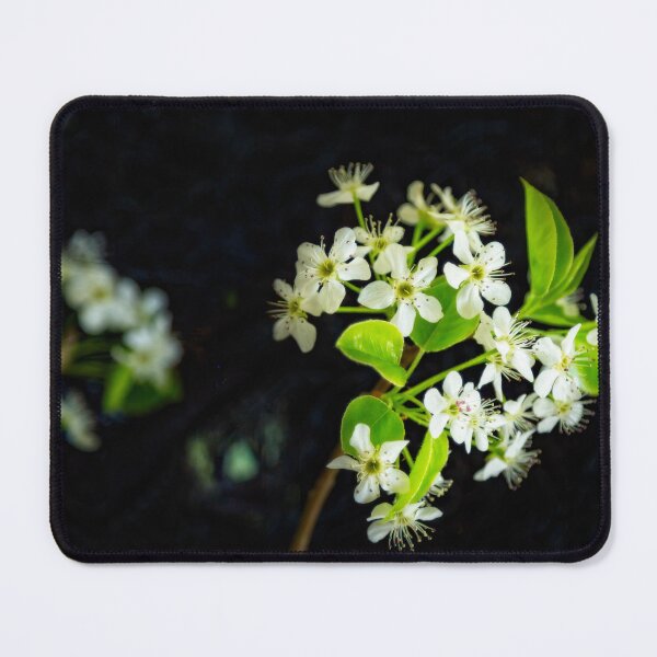 Item preview, Pear Blossoms in the Dark designed and sold by Kay Brewer.