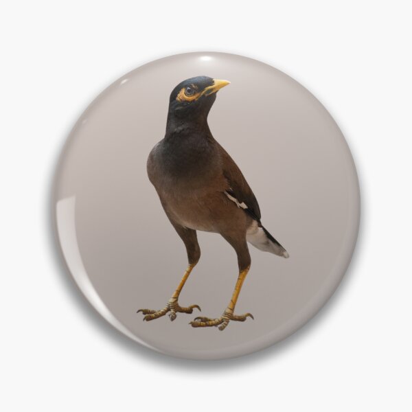 Artikelvorschau, Schöner Myna-Vogel entworfen und verkauft von RainbowSpinkle.