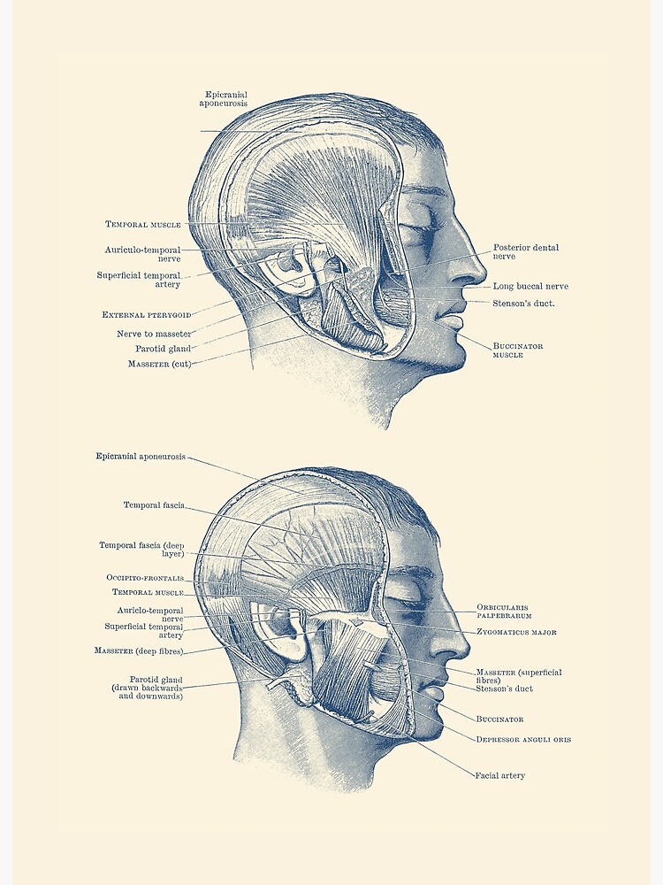 Human Head Muscles Diagram : Pin On Health / Head and neck muscular
