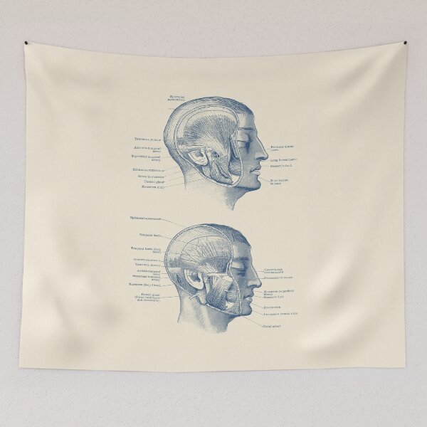 Item preview, Face Muscular Diagram - Dual Side View  designed and sold by VAposters.