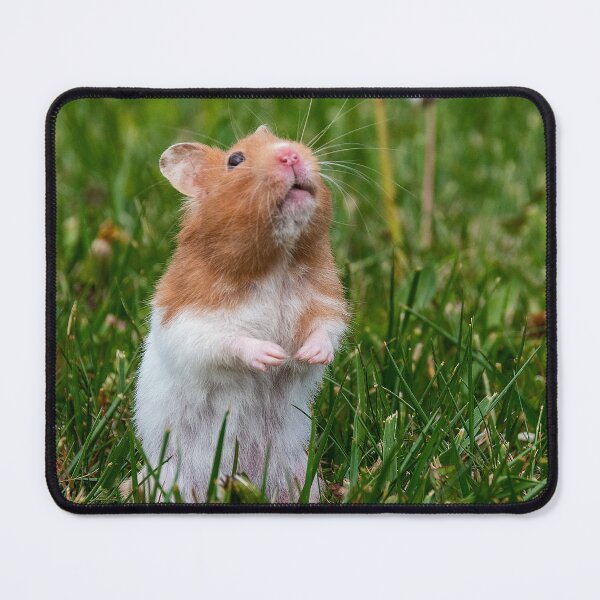 Item preview, Hamster Standing in Grass Looking Up designed and sold by jrtwynam.