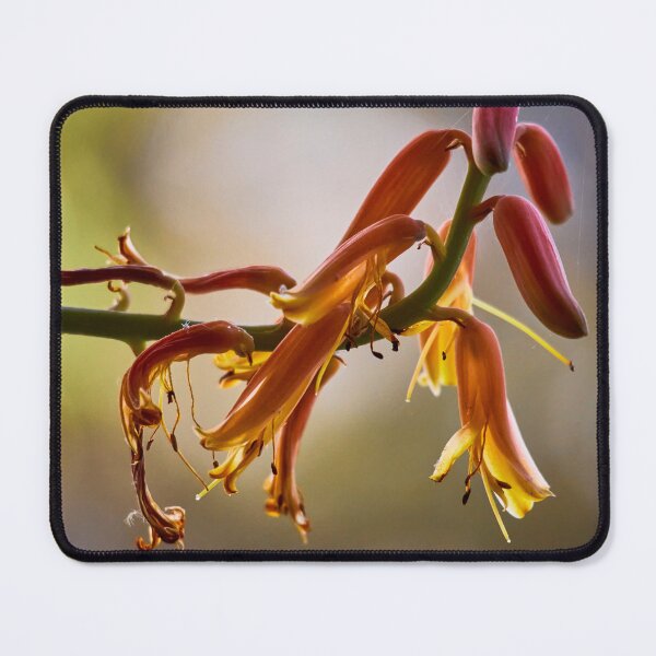 Item preview, Aloe Vera flower in beautiful light designed and sold by Mrtweety.