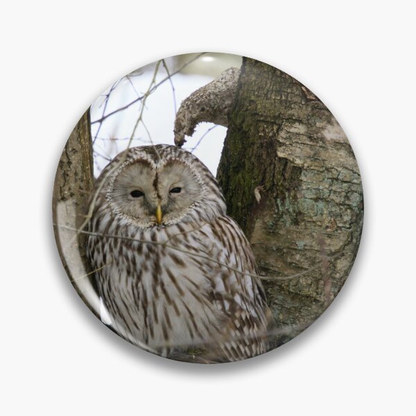 Item preview, Black eyed beauty. Ural owl designed and sold by Jouko Lehto Photography.