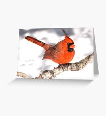 A male Northern Cardinal. Greeting Card
