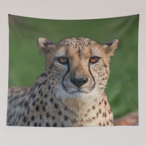 Item preview, Gaze of the Cheetah designed and sold by rawshutterbug.