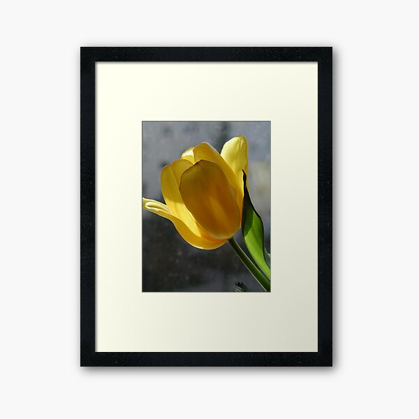 Yellow Beauty 02 Framed Art Print