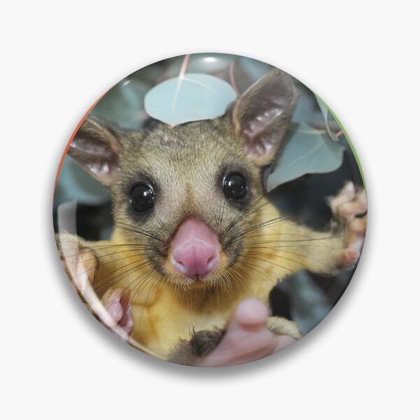 Item preview, Brushtail possum joey designed and sold by AchiniK.