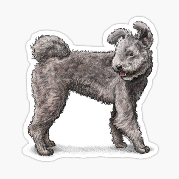 how much does a pumi dog cost