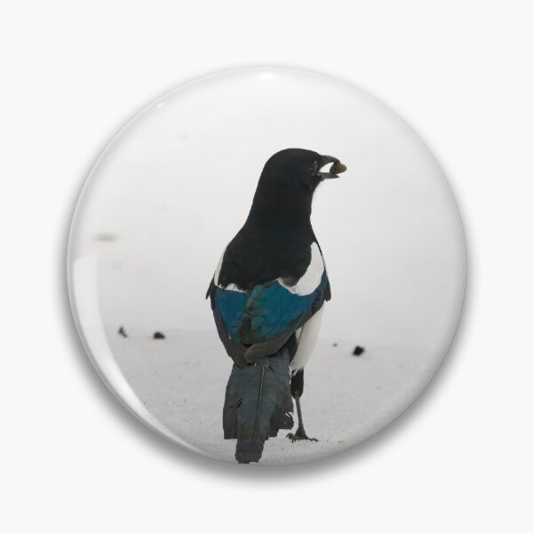 Item preview, Standing pose. Eurasian magpie designed and sold by Jouko Lehto Photography.