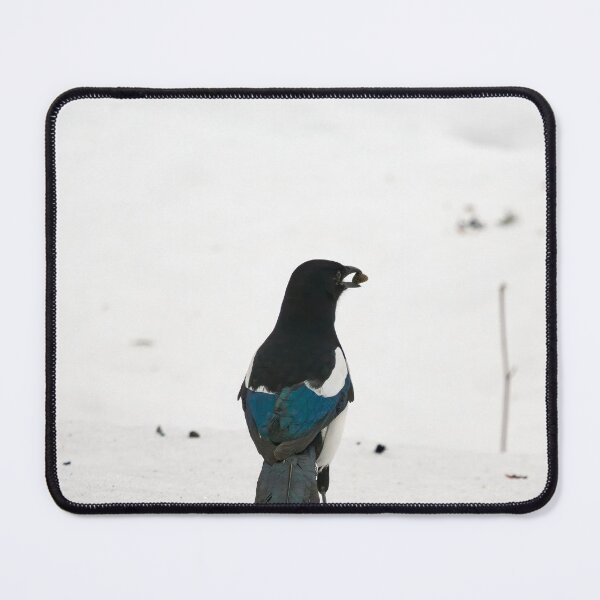 Item preview, Standing pose. Eurasian magpie designed and sold by Jouko Lehto Photography.
