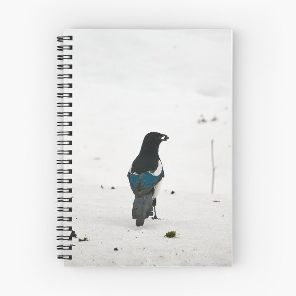 Item preview, Standing pose. Eurasian magpie designed and sold by Jouko Lehto Photography.